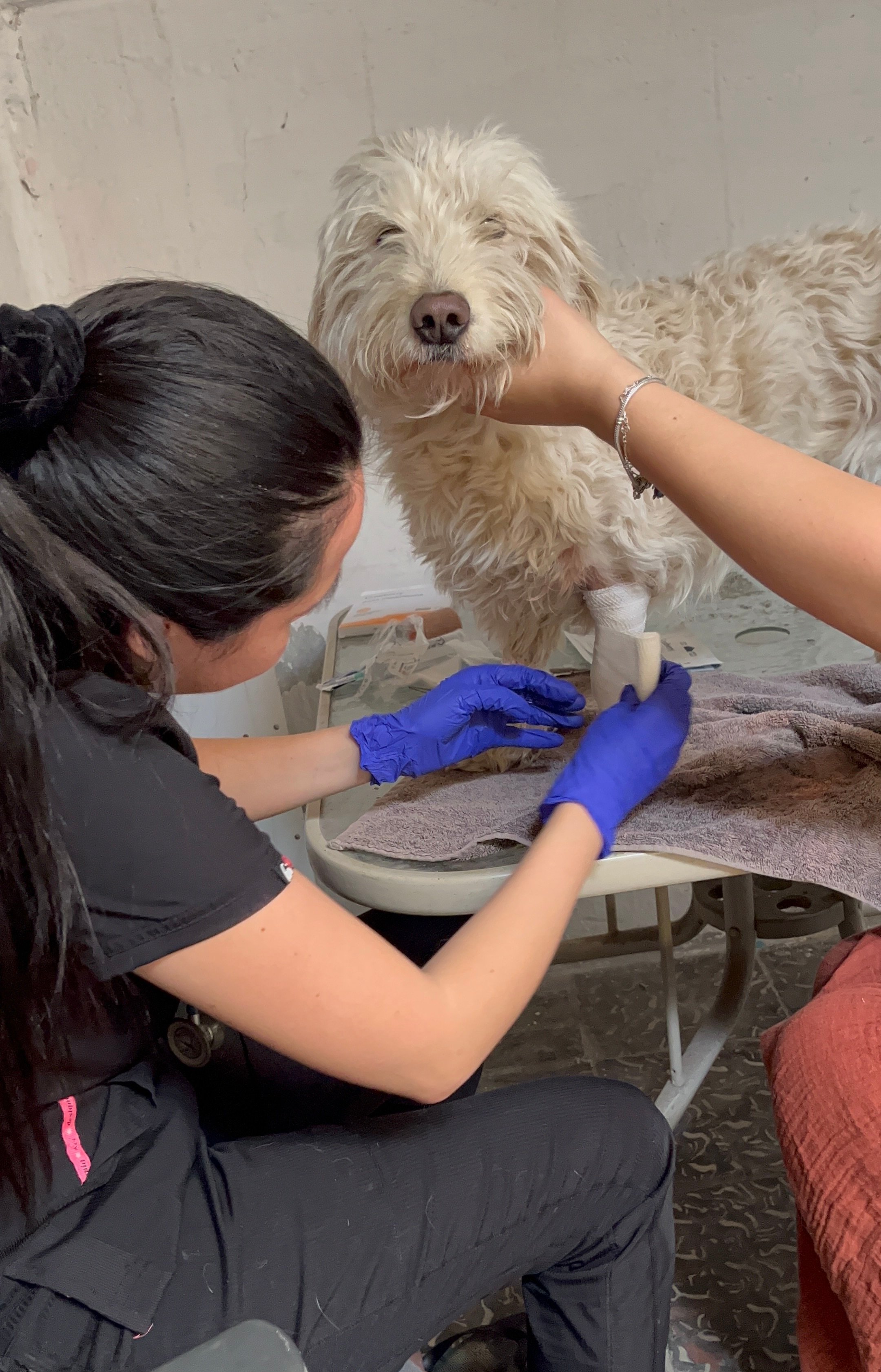 Atención veterinaria de perrito
